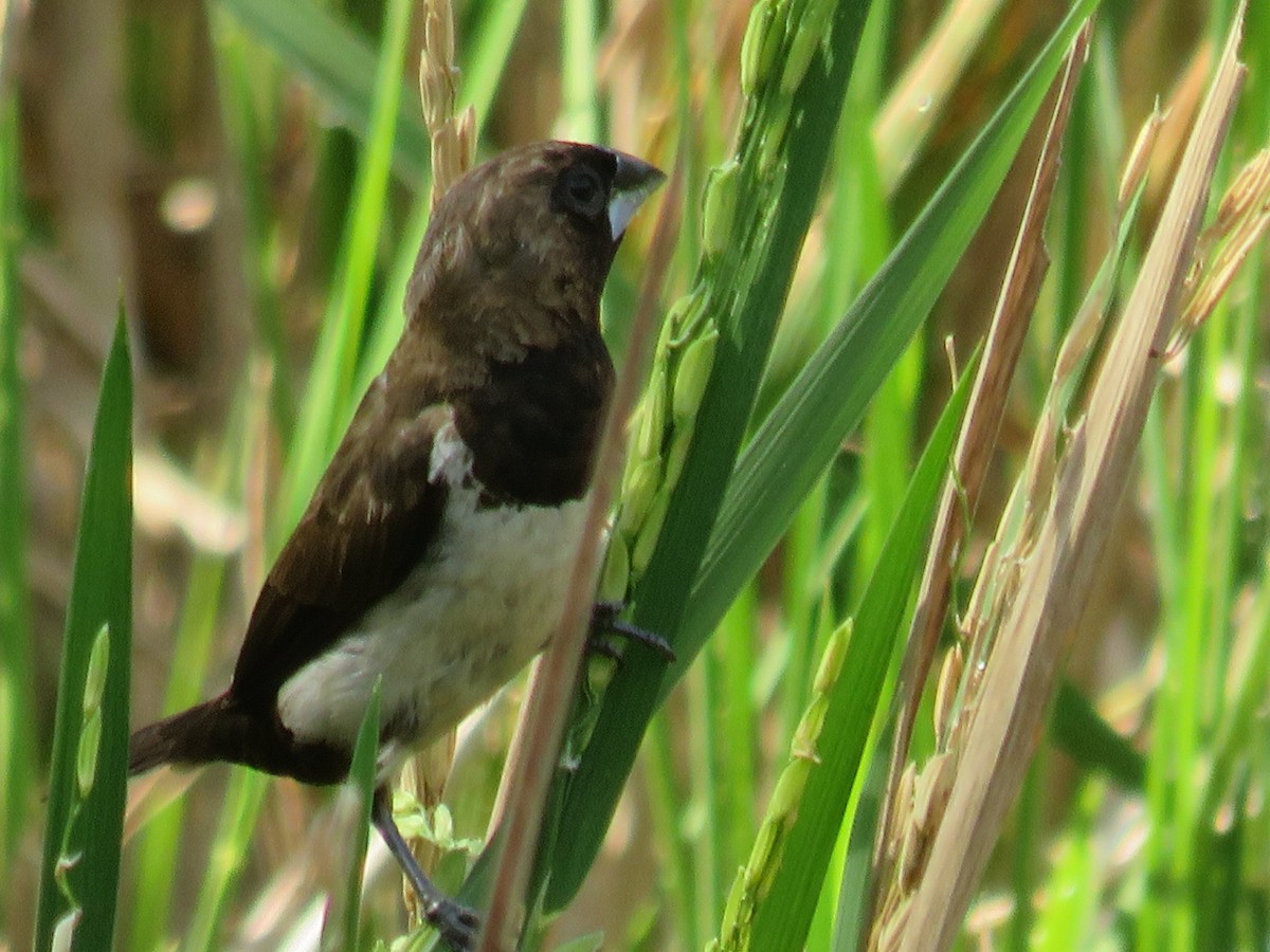 Javan Munia - ML642579951