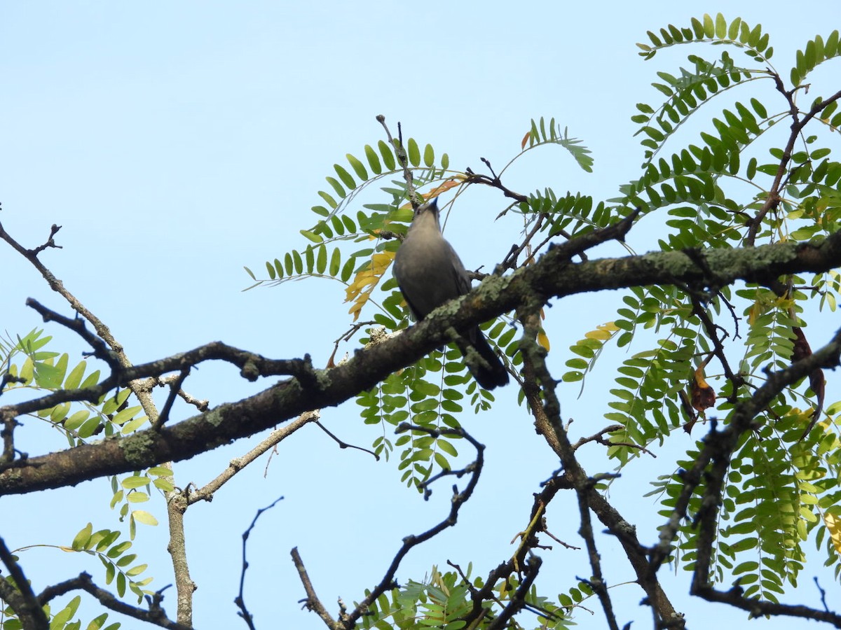 Gray Catbird - ML642579954