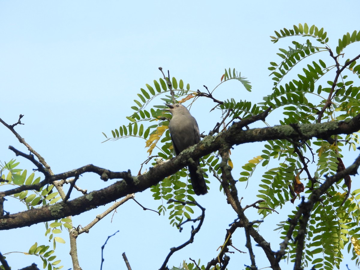 Gray Catbird - ML642579955