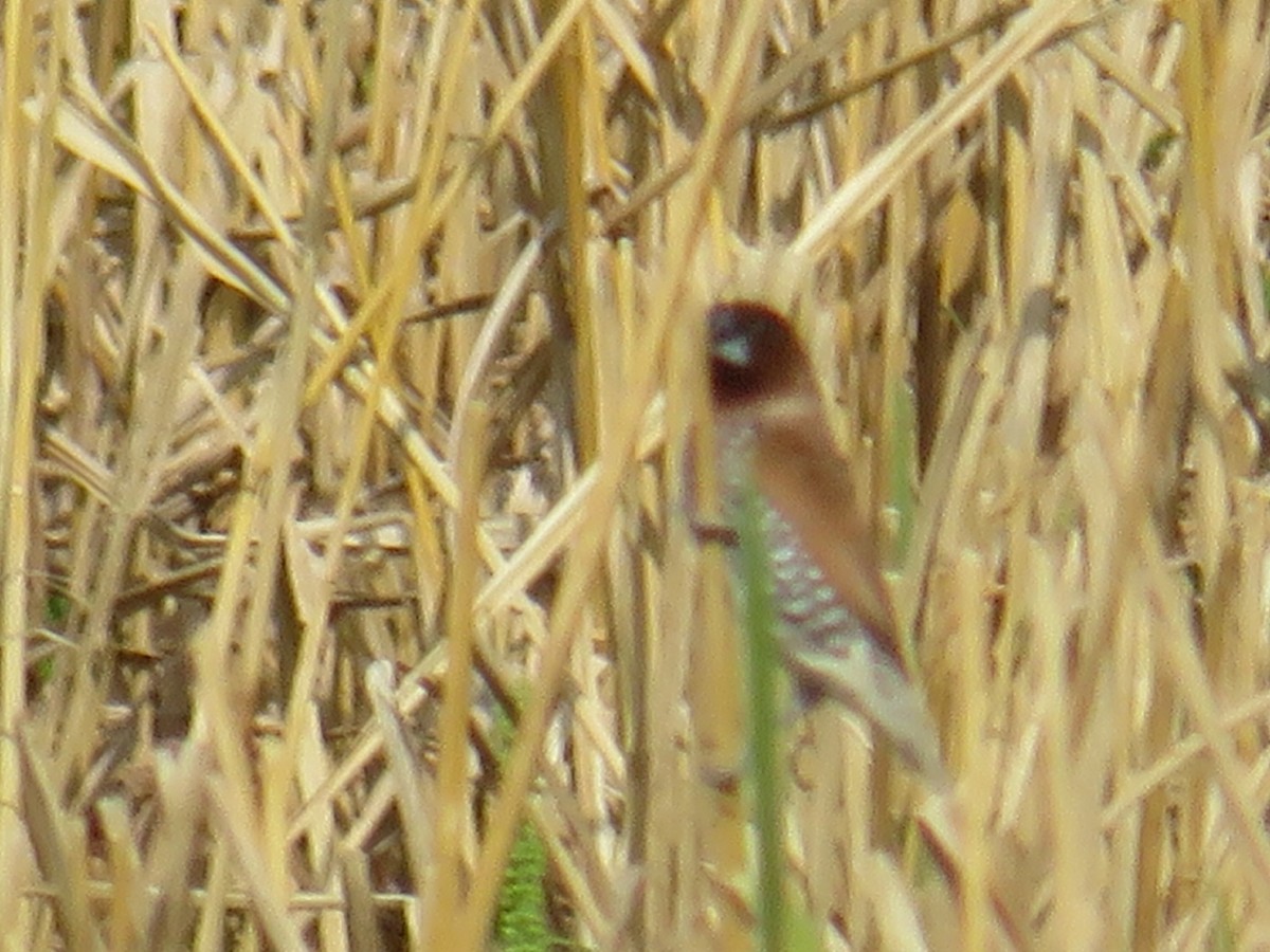 Scaly-breasted Munia - ML642579962