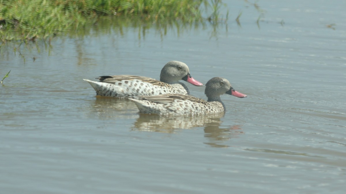 Cape Teal - ML642579981