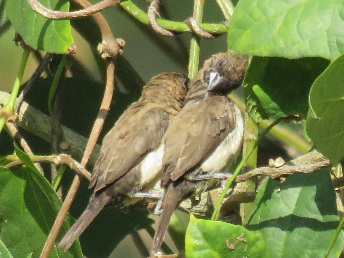 Javan Munia - ML642580014