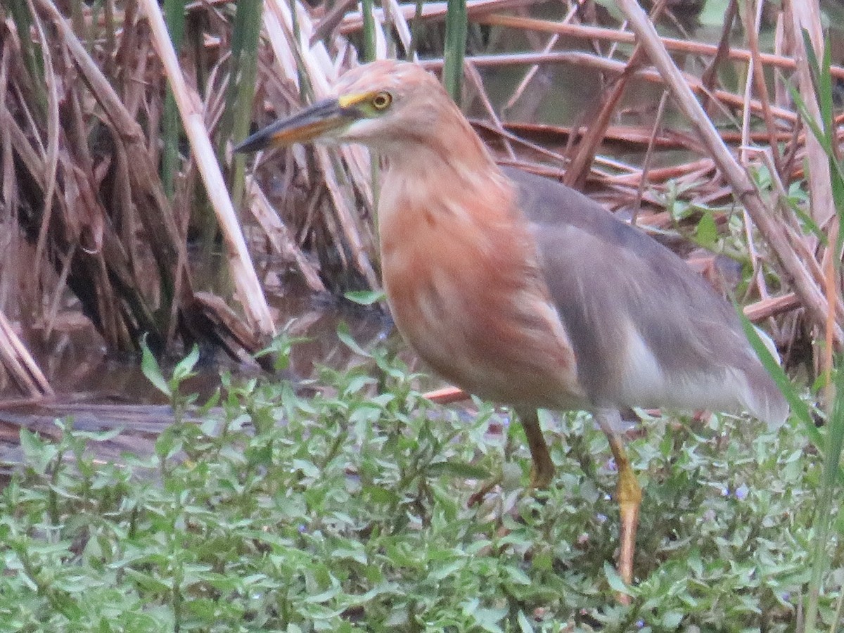 Javan Pond-Heron - ML642580041
