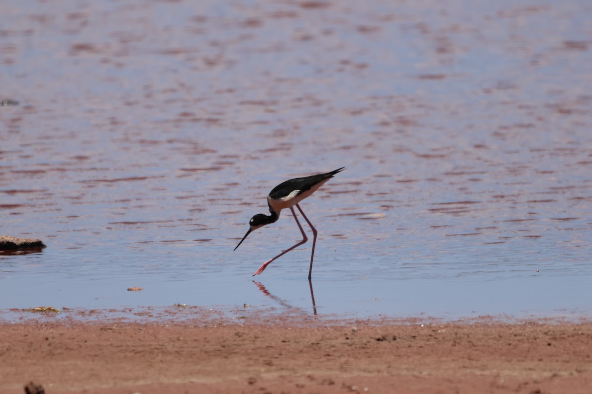 Black-necked Stilt - ML642580061