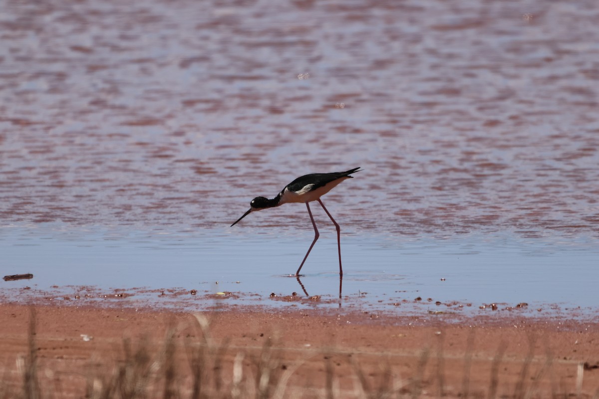 Black-necked Stilt - ML642580063