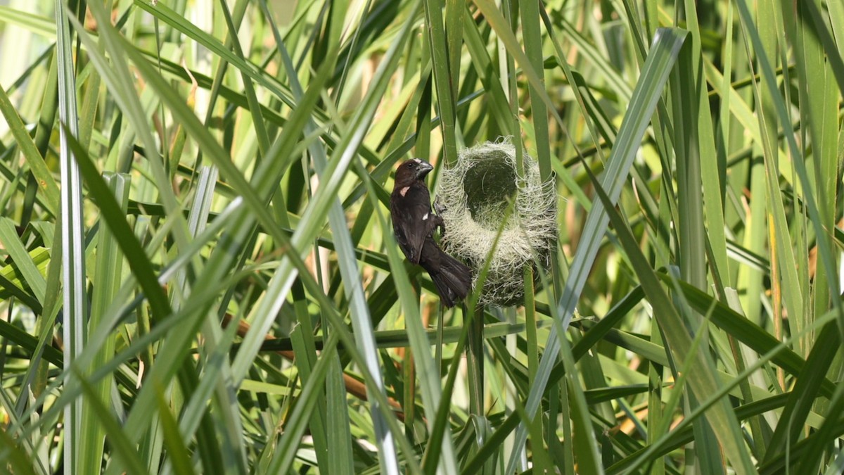 Grosbeak Weaver - ML642580079