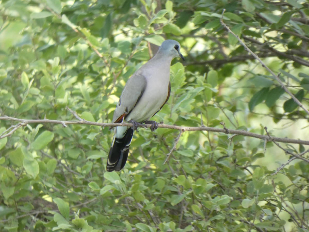 Black-billed Wood-Dove - ML642580090