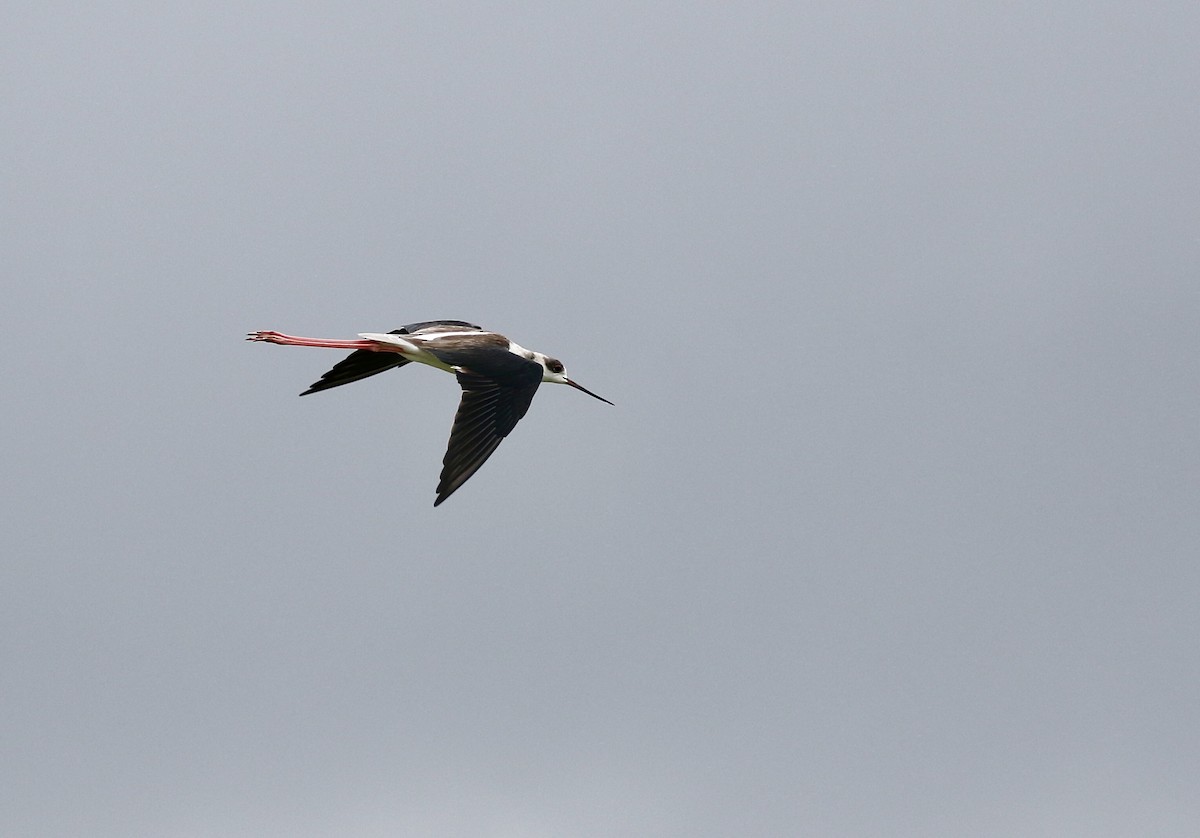 Эгэл хилэн жигүүр - ML642580094