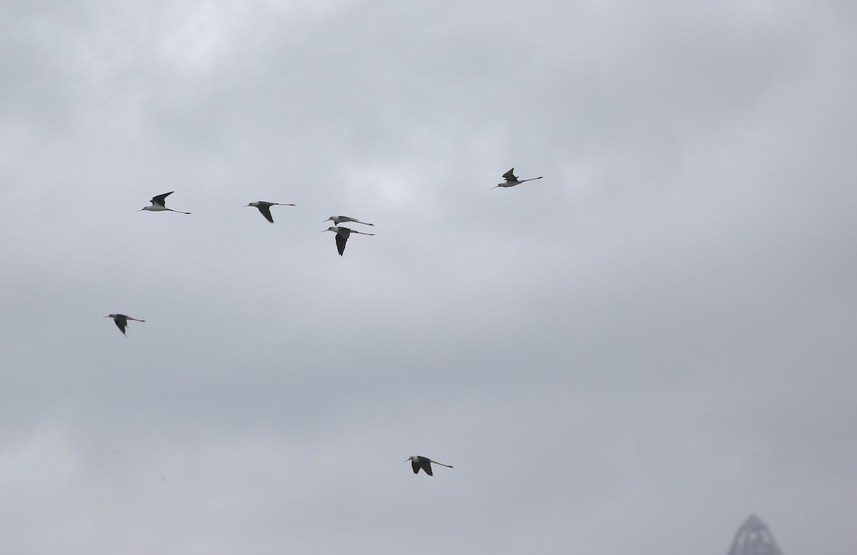 Эгэл хилэн жигүүр - ML642580095