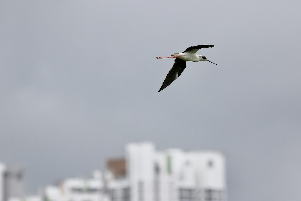 Эгэл хилэн жигүүр - ML642580096