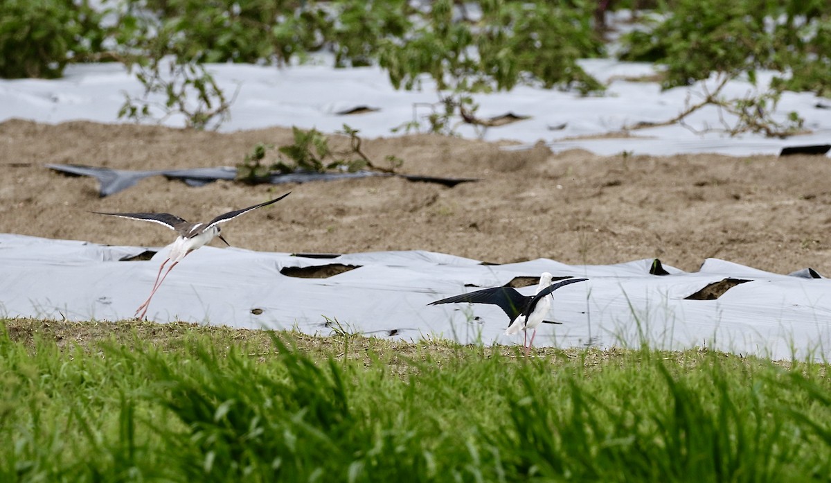 Эгэл хилэн жигүүр - ML642580097