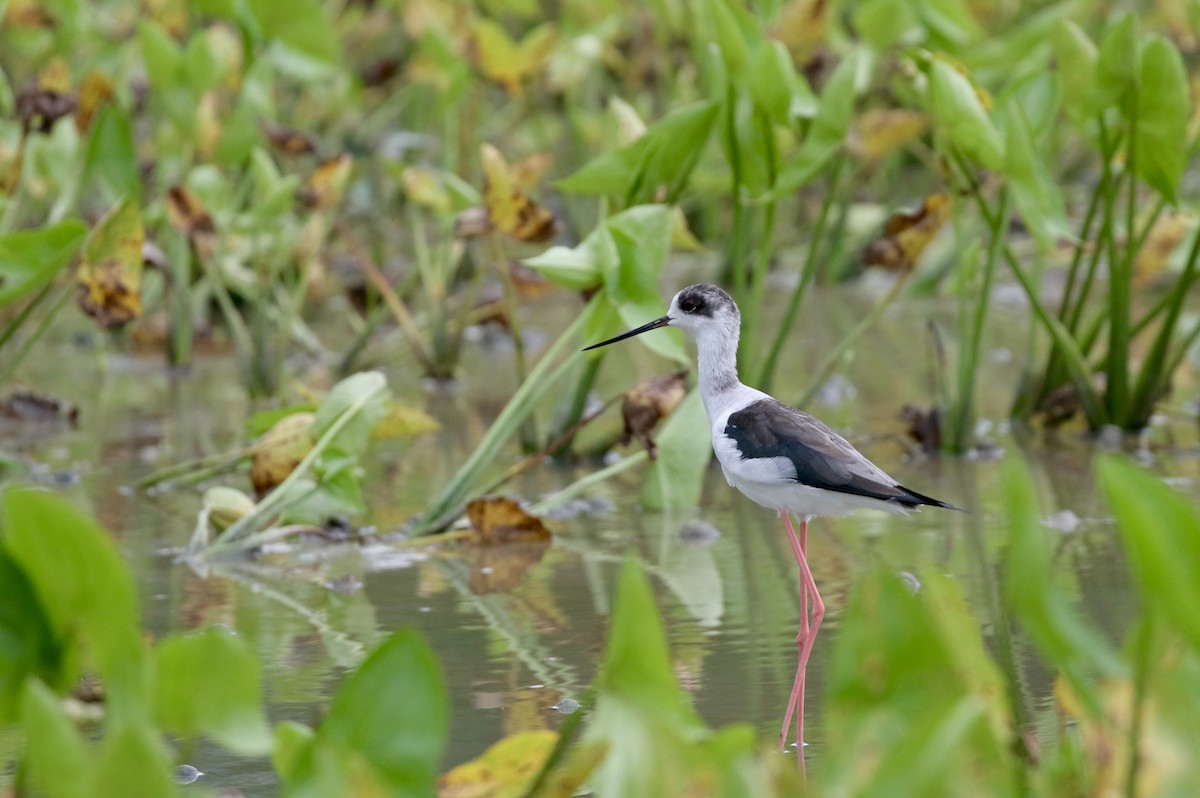 Эгэл хилэн жигүүр - ML642580099