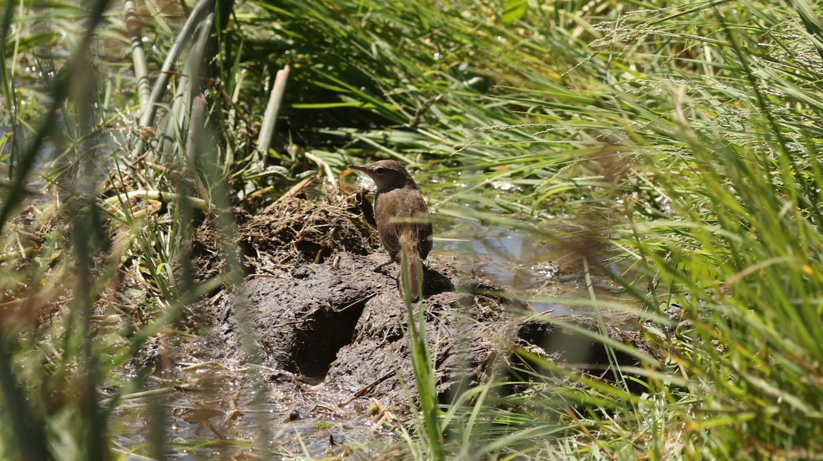 Highland Rush Warbler - ML642580110
