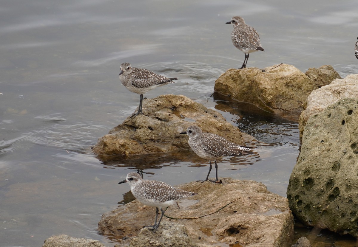 Black-bellied Plover - ML642580133
