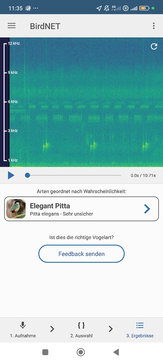 Ornate Pitta - ML642580137