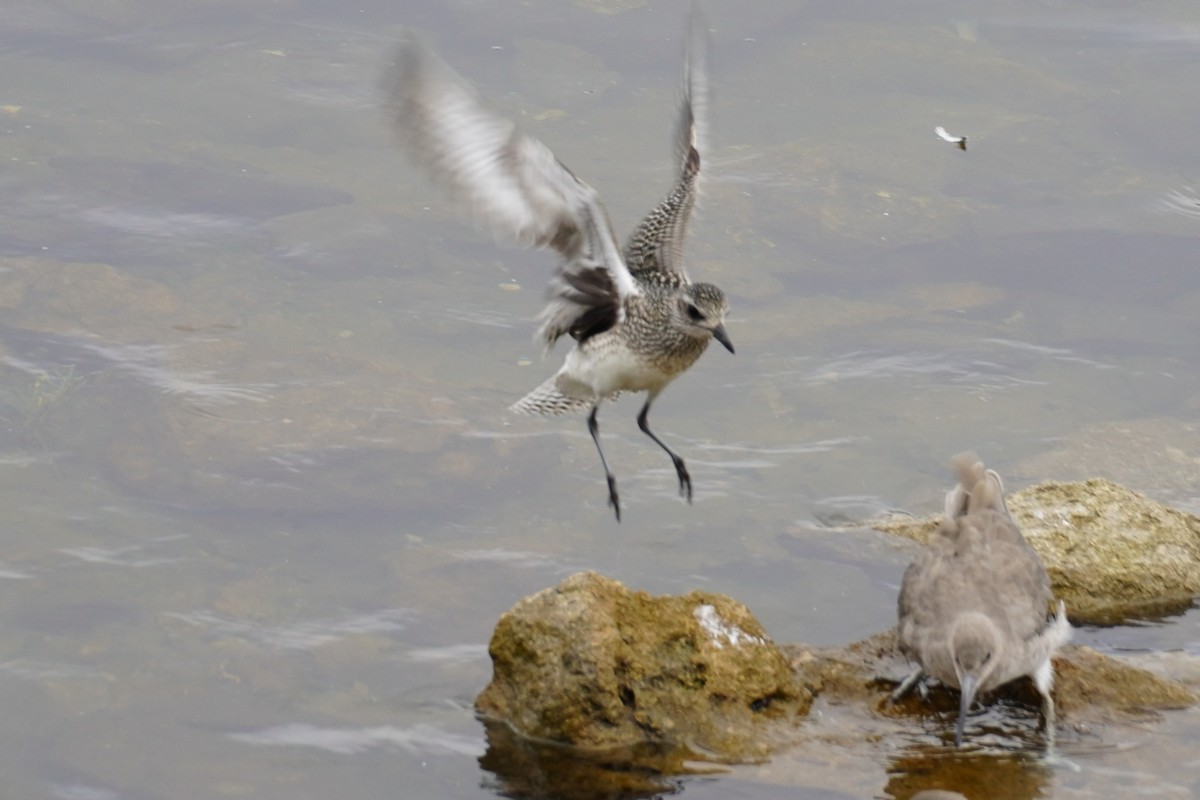 Black-bellied Plover - ML642580146
