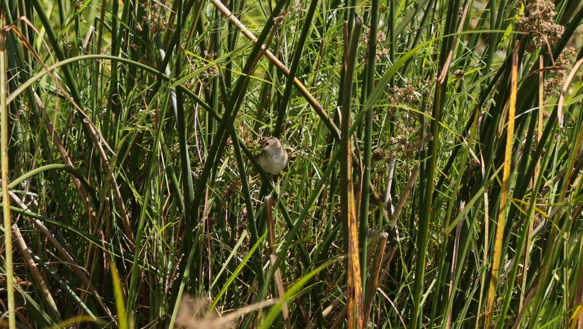 Lesser Swamp Warbler - ML642580175
