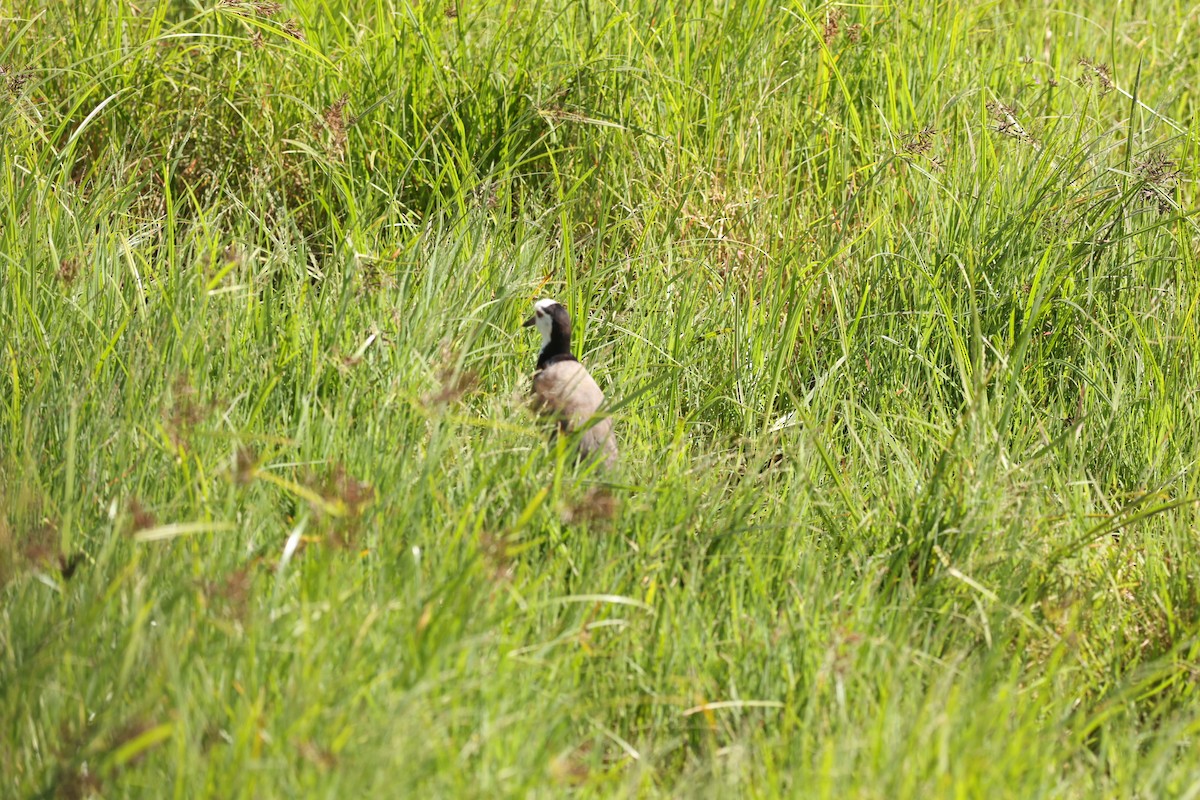 Long-toed Lapwing - ML642580178
