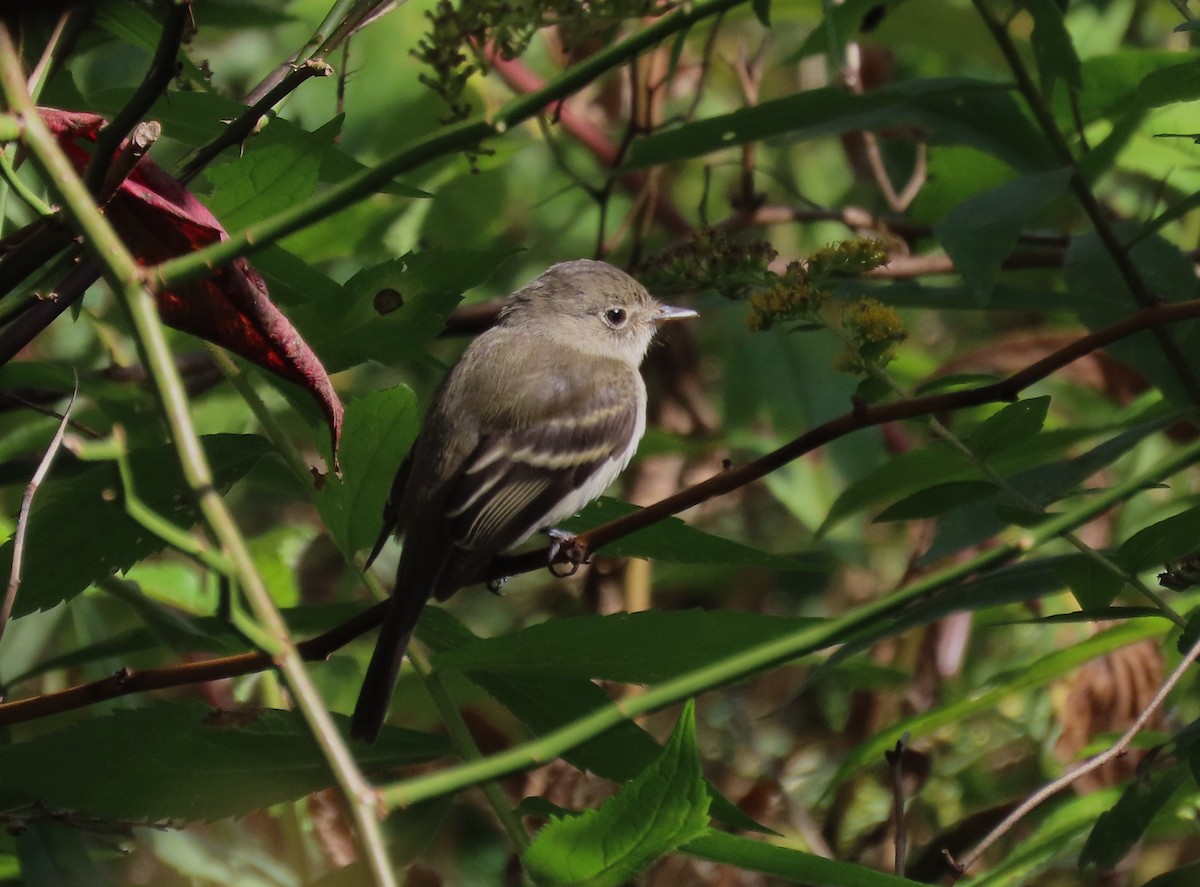 Alder/Willow Flycatcher (Traill's Flycatcher) - ML642580179