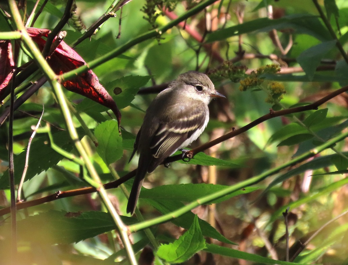 Alder/Willow Flycatcher (Traill's Flycatcher) - ML642580194