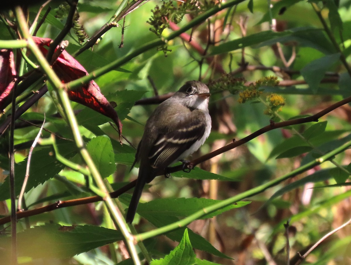 Alder/Willow Flycatcher (Traill's Flycatcher) - ML642580198
