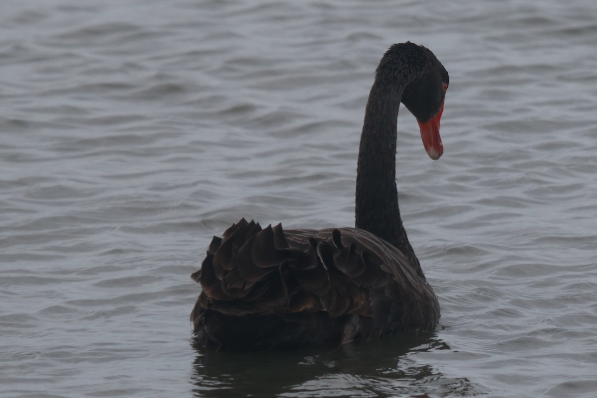 Black Swan - ML642580203