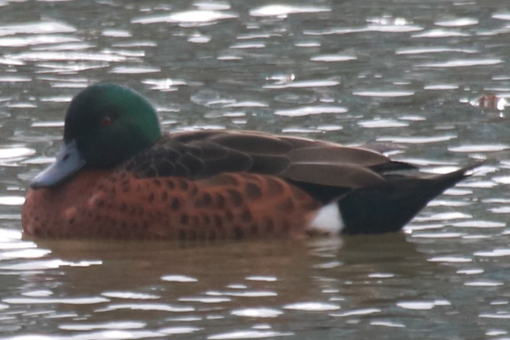 Chestnut Teal - ML642580216