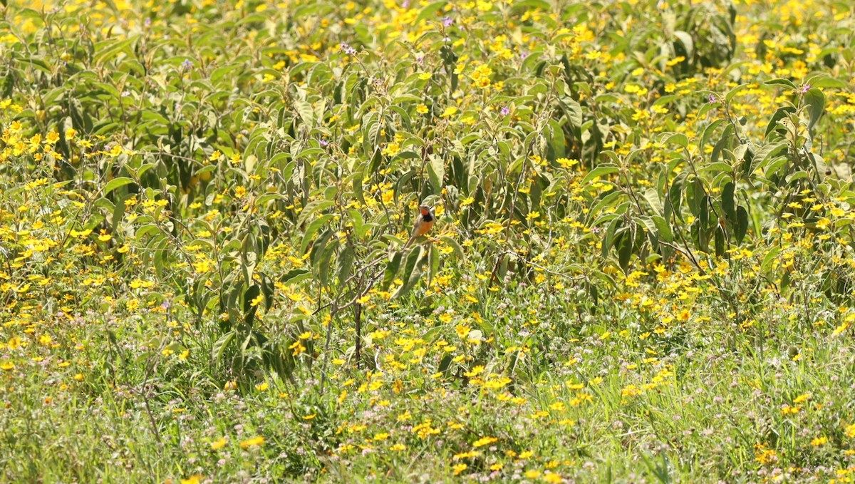 Rosy-throated Longclaw - ML642580242