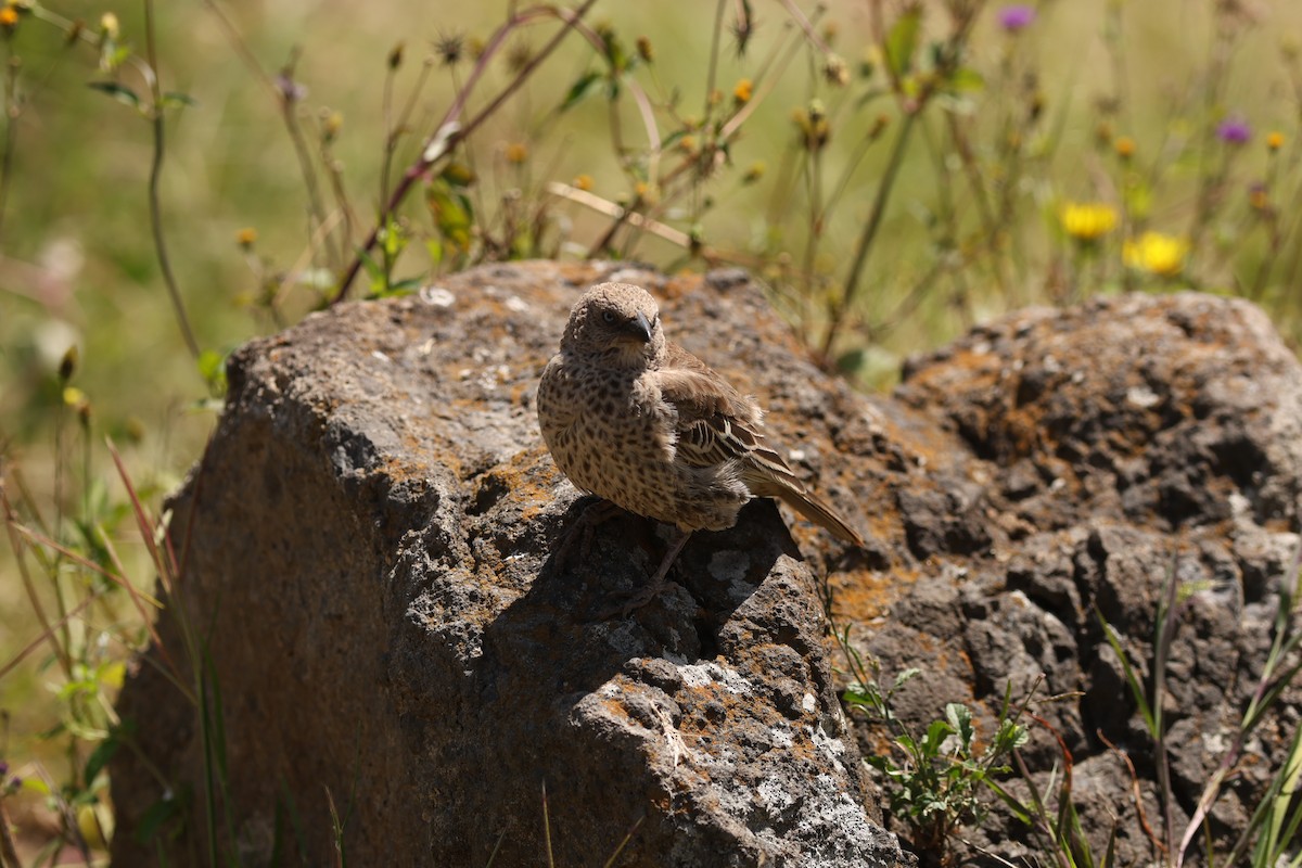 Rufous-tailed Weaver - ML642580261