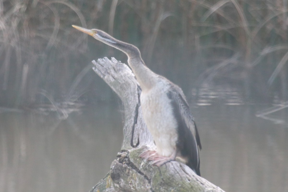 Australasian Darter - ML642580266