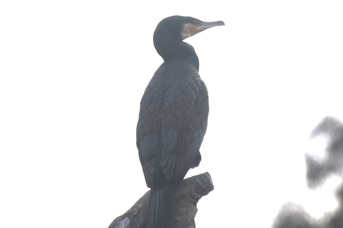 Great Cormorant - ML642580275