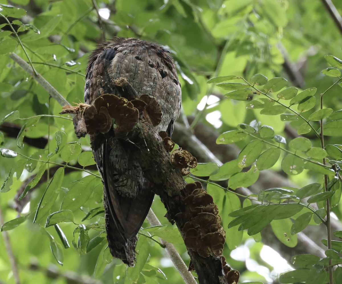 Northern Potoo - ML642580279