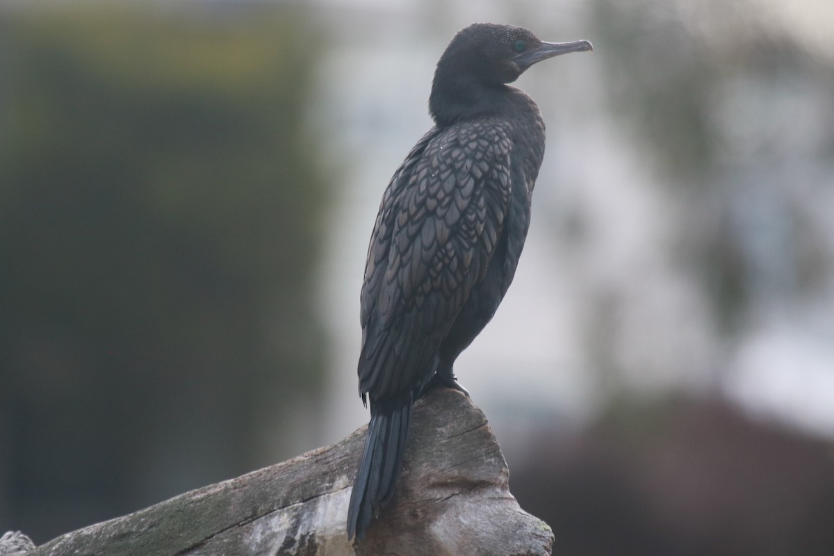 Little Black Cormorant - ML642580292