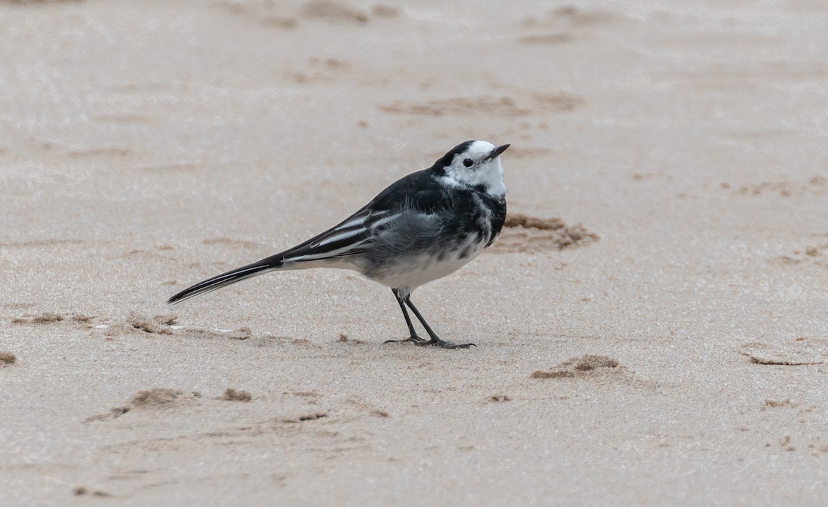 White Wagtail (British) - ML642580303
