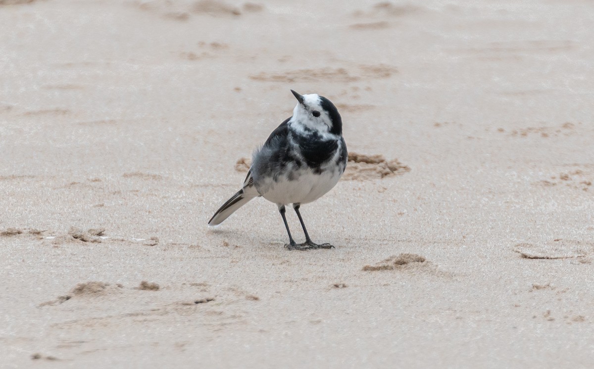 White Wagtail (British) - ML642580304