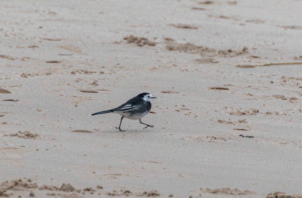 White Wagtail (British) - ML642580305