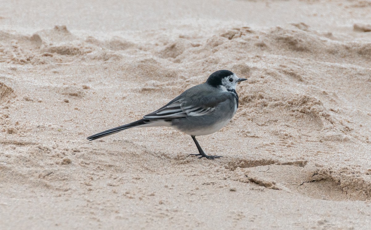 White Wagtail (British) - ML642580306