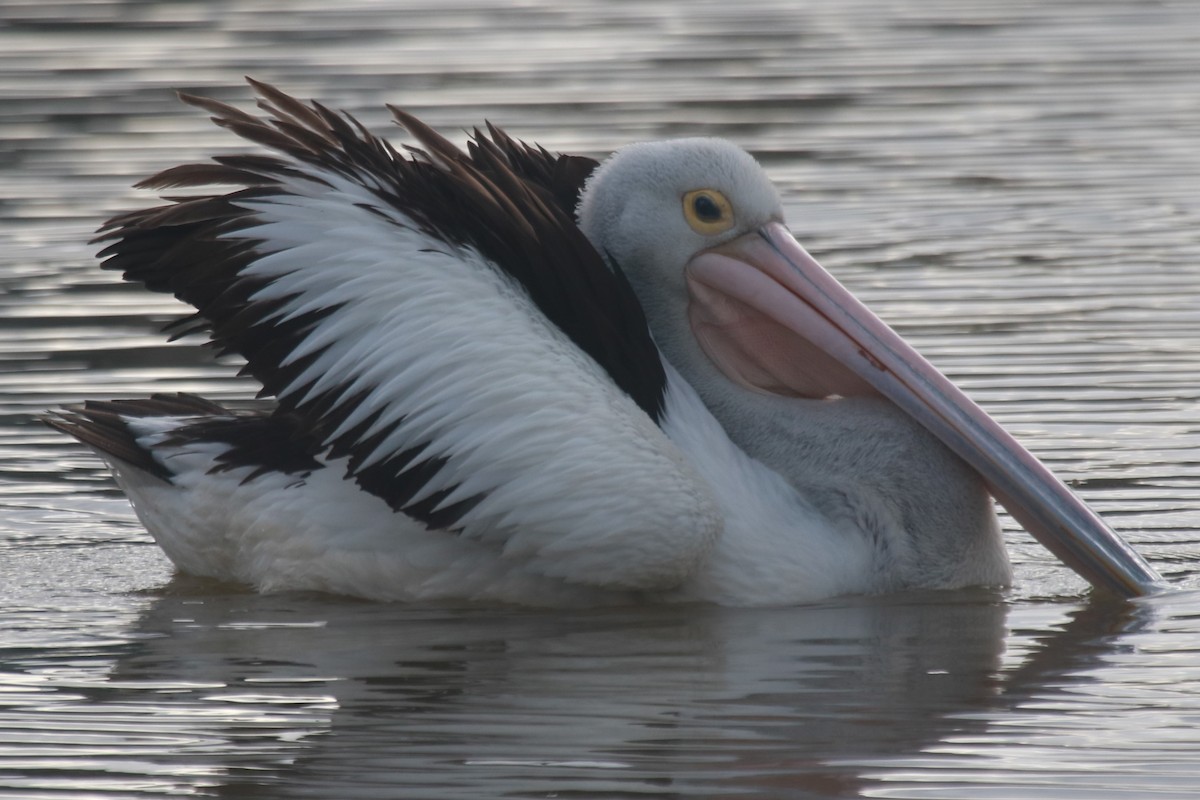 Australian Pelican - ML642580307