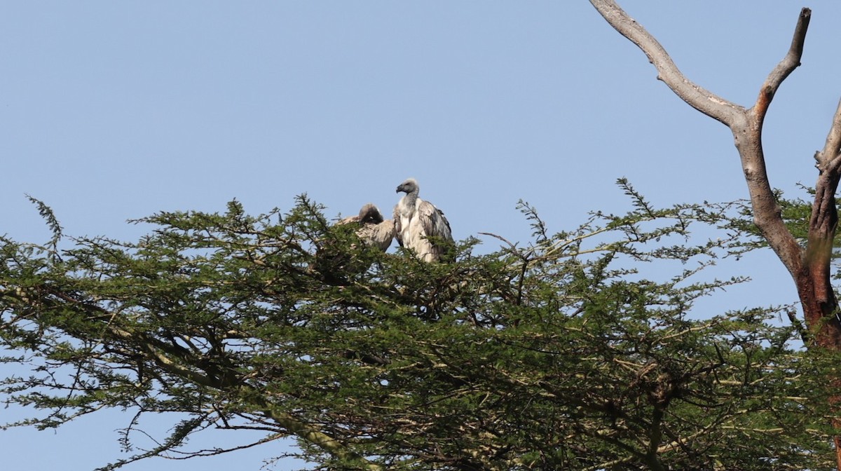 White-backed Vulture - ML642580332