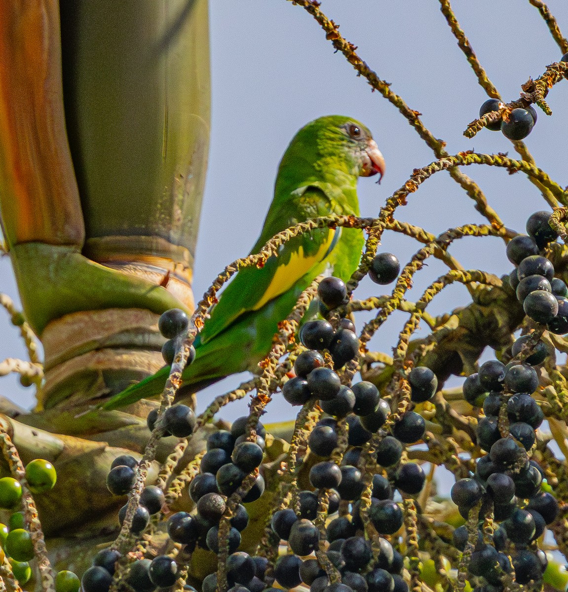 White-winged Parakeet - ML642580334