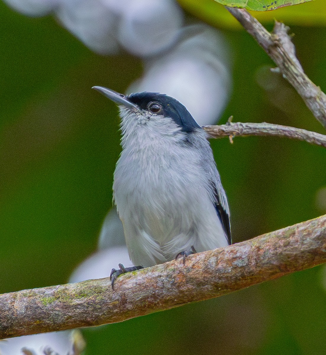 Gobemoucheron tropical - ML642580338