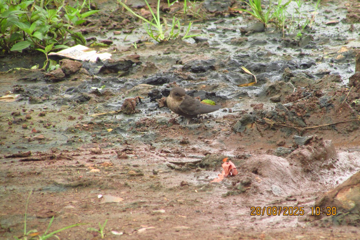 Dusky Crag-Martin - ML642580340