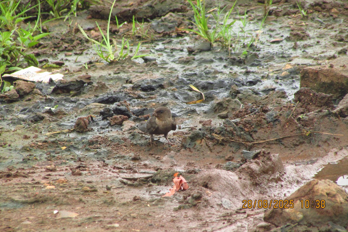 Dusky Crag-Martin - ML642580341