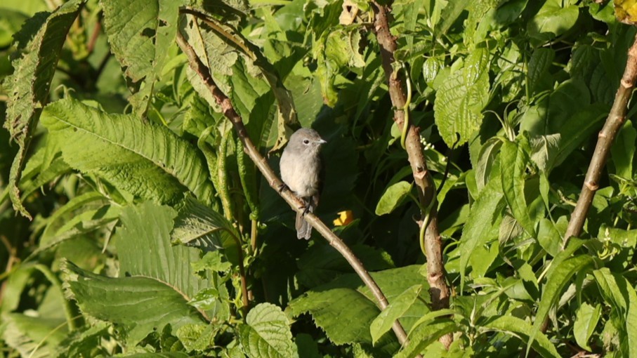 White-eyed Slaty-Flycatcher - ML642580344