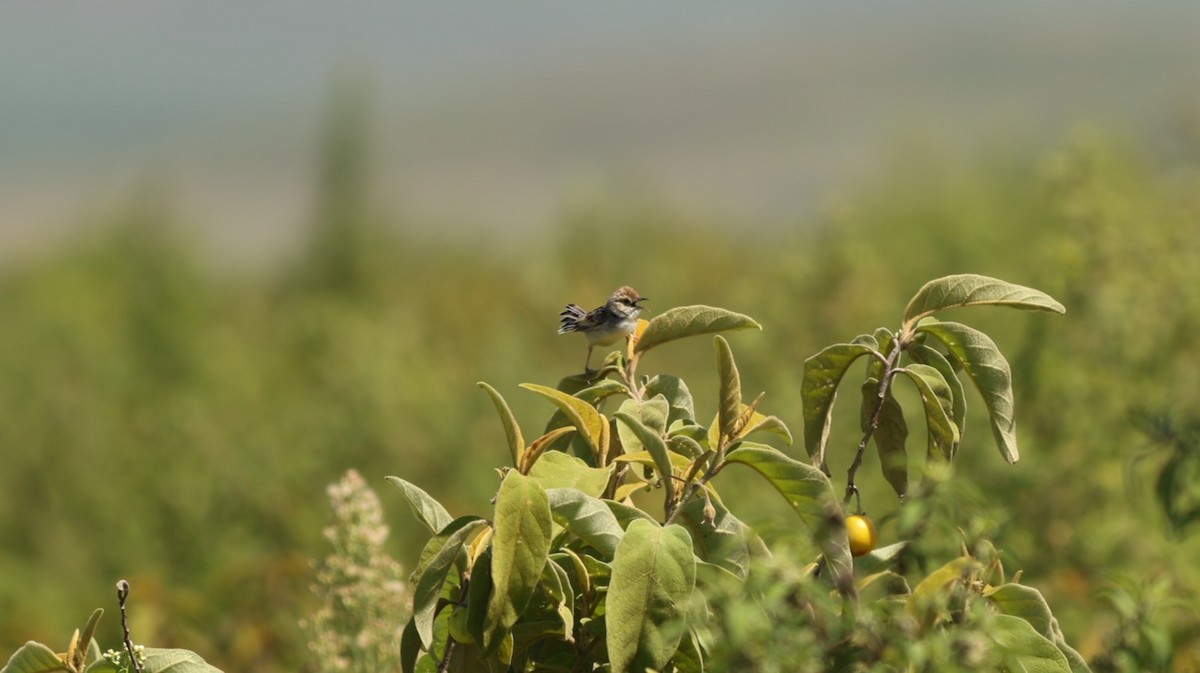 Winding Cisticola - ML642580352