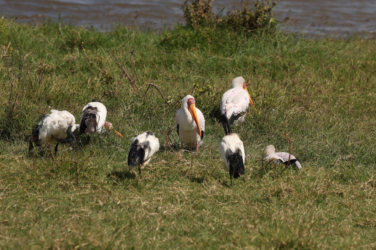 Yellow-billed Stork - ML642580356