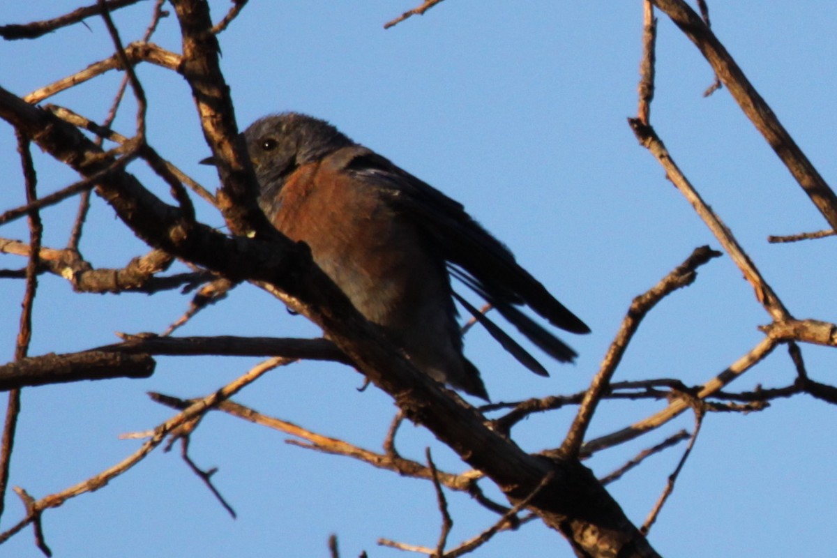 Блакитник західний - ML642580360