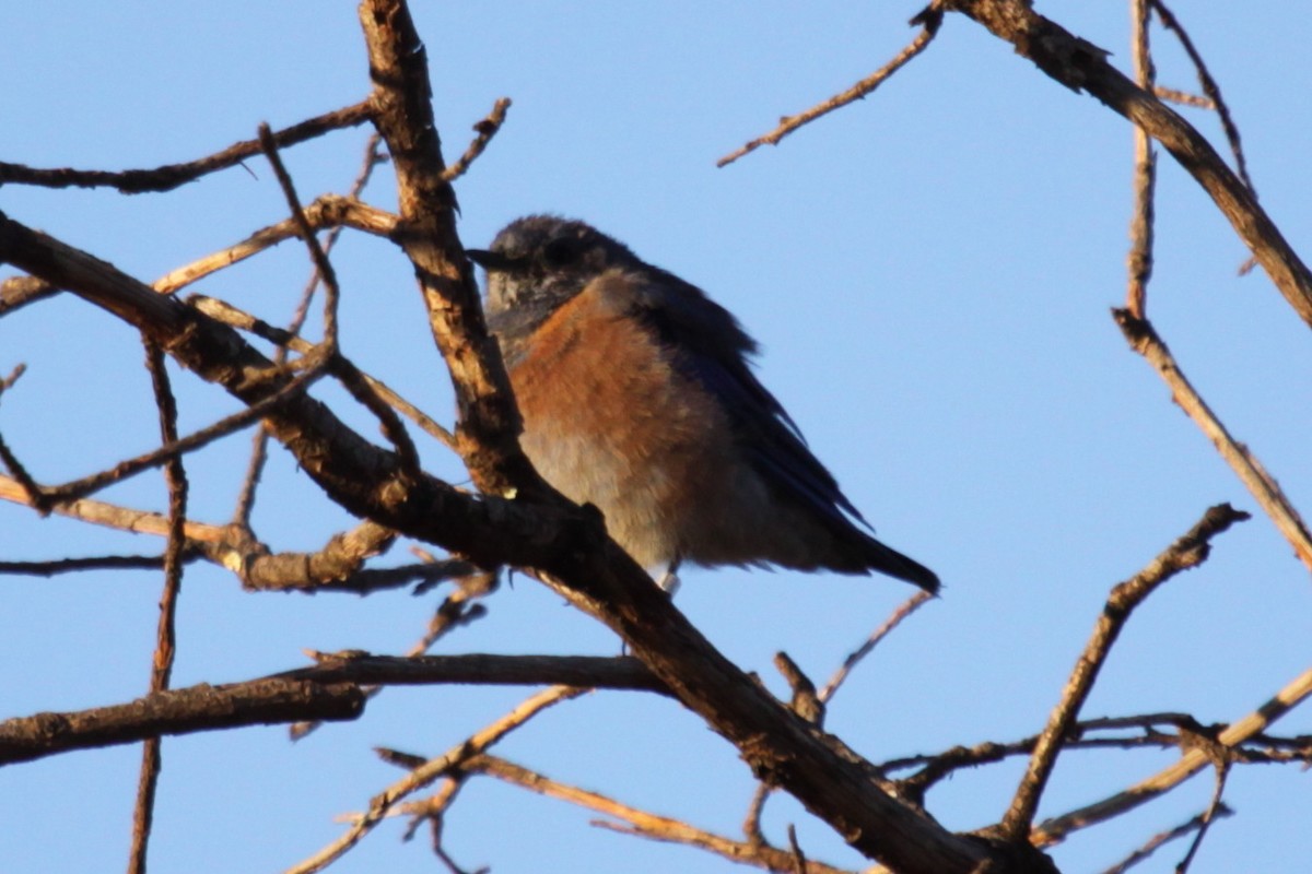 Блакитник західний - ML642580361