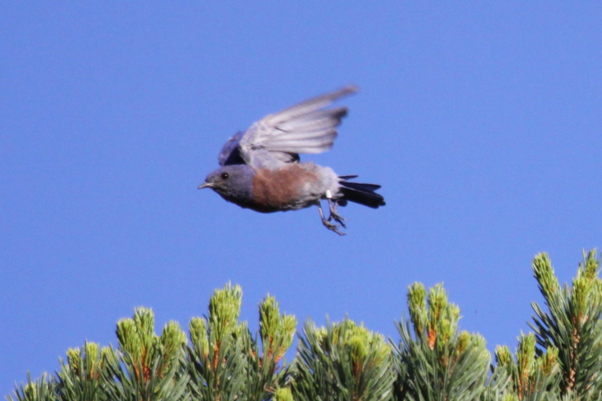 Блакитник західний - ML642580363