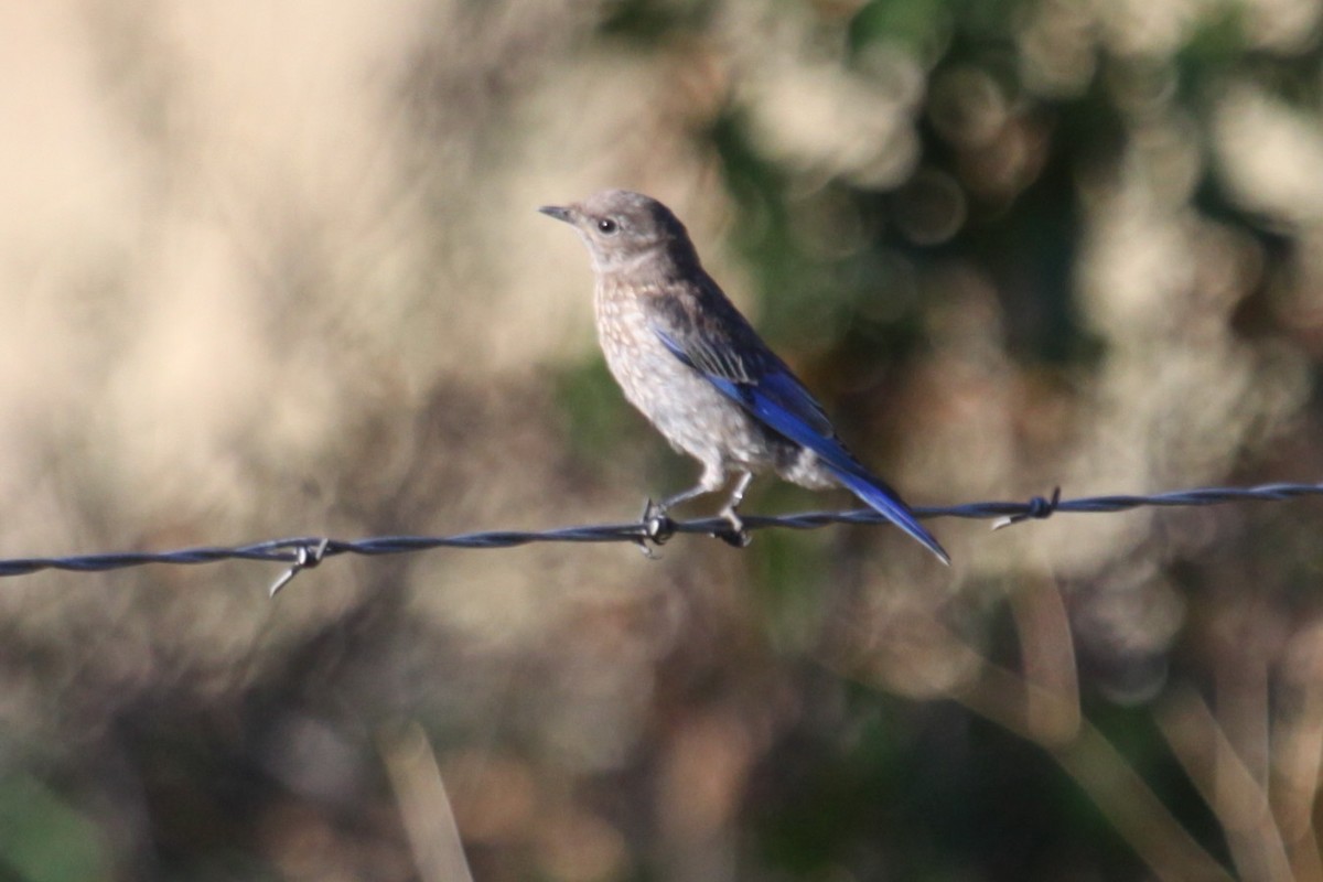 Блакитник західний - ML642580364